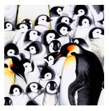 penguin fabric